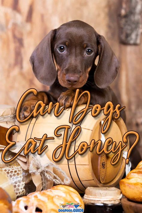 Honey For Dogs Benefits, Dog Treats With Honey, Honey For Dogs, Dog Coughing, Itchy Dog, Honey Do, Honey Water, Honey Benefits, Pure Honey