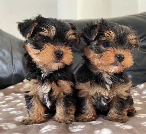 (831) 346-4149 @Registered @Teacup @Yorkshire @Terrier @Puppies @Available. @DMF or @more @details @Via @the @Number @above @facebook @dog @dogs @yorkie #yorkiesofig #bieweryorkie #yorkiepoos #yorkiesofpetsagram #yorkiesareawesome #yorkiesofintagram #yorkiesofinsta #yorkiesofinsta #bestyorkies #yorkiesofnyc #yorkiesworld #yorkiesofinstagram1 #yorkiestalent #yorkieshireterrier #yorkiesofficial #yorkieswag #yorkiestyle Teacup Yorkshire Terrier, Yorkshire Puppies, Biewer Yorkie, Yorkshire Terrier Teacup, Teacup Yorkie Puppy, Yorkie Puppy For Sale, Puppy Mom, Dog Mommy, Very Cute Puppies