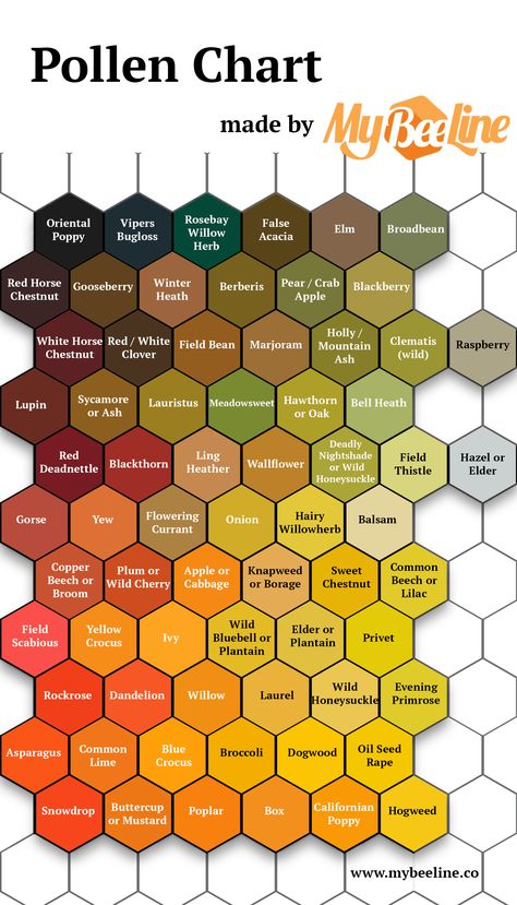 Pollen identification color guide - MyBeeLine How To Collect Honey From Bees, Bee Hive Ideas, Flow Hive Beekeeping, Honey Collecting, Make A Bee Hive, Bee Hive Art, Bee Identification, Bee Shirts, Bee Keeping Hives