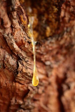 Turning pine sap into 'ever-green' plastics Boswellia Sacra, Cradle To The Grave, Myrrh Oil, Myrrh Essential Oil, Organic Deodorant, Tree Sap, Fragrance Ingredients, Citrus Essential Oil, Frankincense Oil