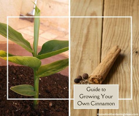 A Step-by-Step Guide to Growing Your Own Cinnamon from Scratch - Home and Gardening Ideas Growing Cinnamon Plants, How To Grow Cinnamon, How To Grow Cinnamon Plants, Growing Cinnamon, Grow Cinnamon, Rooting Hormone, Root System, Potting Soil, Grow Your Own