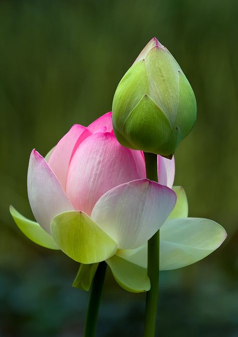 Lily Lotus, Lotus Blossom, Lotus Flowers, Exotic Flowers, Flower Beauty, Beautiful Blooms, Water Lilies, Ikebana, Love Flowers