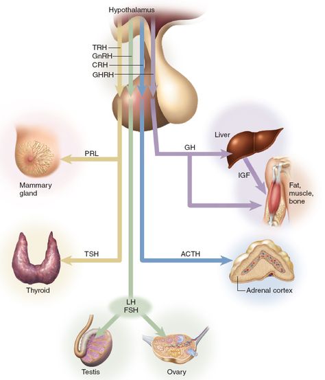 Glands And Hormones, Pituitary Gland Healing, Hypothalamus Hormones, Hypothalamus And Pituitary Gland, Endocrine Vs Exocrine Glands, Adrenal Cortex, Pituitary Gland, Pineal Gland, Human Body Anatomy