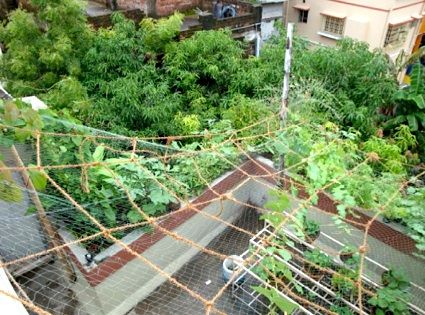 Garden on rooftop, India Garden On Rooftop, Food Growing, Green Cafe, Gardening Guide, Pinterest Garden, Grow Vegetables, Survival Gardening, Inside Plants, Garden Services