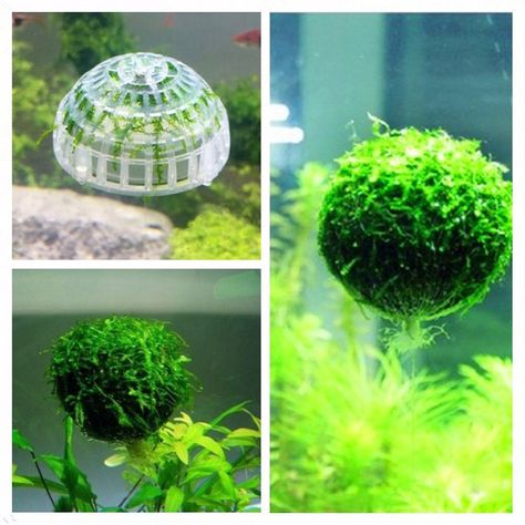 Moss Christmas Tree, Moss Christmas, Aquarium Snails, Fish Aquarium Decorations, Freshwater Plants, Planting Plants, Grass Plants, Beautiful Terrariums, Moss Ball