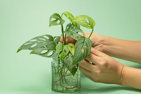 How to Propagate Philodendron In Water - Garden Lovers Club Full Sun Shrubs, Clover Seed, Philodendron Plant, Ground Cover Plants, Monstera Plant, Spider Plants, Evergreen Shrubs, Propagating Plants, Plant Roots