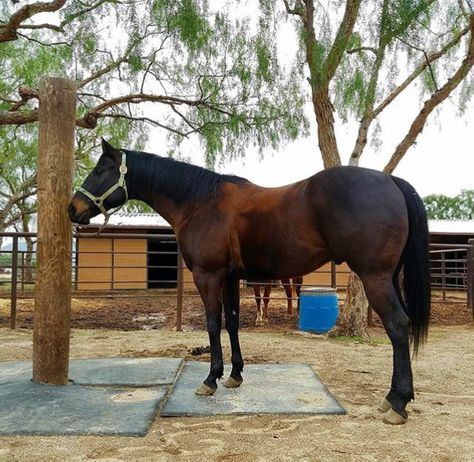 Horse Tie Post, Hitching Post For Horses, Horse Feed Room, Outbuilding Ideas, Feed Room, Training Horses, Barn Hacks, Cowboy Stuff, Hitching Post