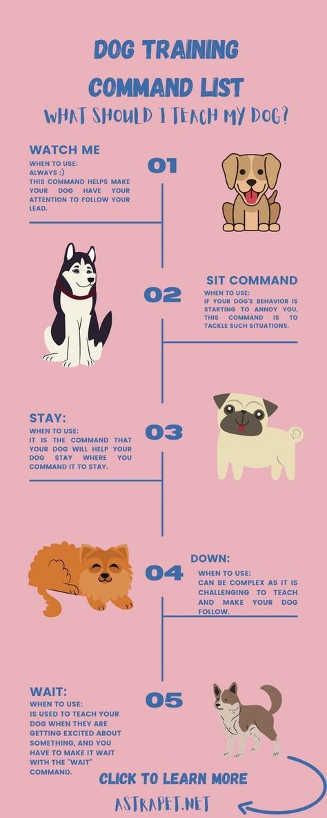 dog training command list - what should i teach my dog? Dog Training Commands, Dog Infographic, New Puppy Checklist, Training Business, Dog Commands, Service Dog Training, Dog Behavior Problems, Basic Dog Training, Dogs Training