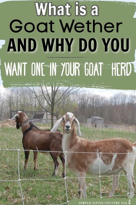 Goat Symbolism, Pygmy Goat Pen, Goat Tips, What Do Goats Need, Caring For Goats, Pig Raising, Donkey Shelter, Show Goats Tips, Goat Keeping