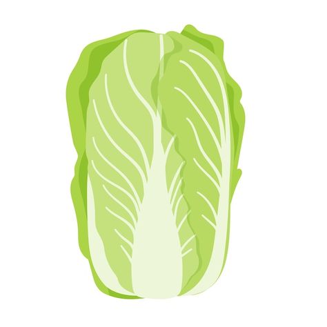 Cabbage Illustration, Chinese Cabbage, Premium Vector, Graphic Resources, Plant Leaves