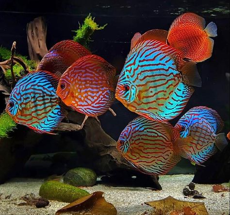 Discus Tank, Discus Aquarium, Tropical Fish Tanks, Tropical Fish Aquarium, Tropical Freshwater Fish, Discus Fish, Fish Breeding, Salt Water Fish, Freshwater Aquarium Fish