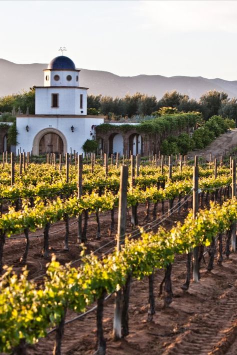 Valle de Guadalupe: Mexico's Premier Wine Country Wizarding Schools, Ensenada Baja California, The Cradle, California Wine, Sun Sets, Wine Tour, Mexican Style, Baja California, Hidden Gem