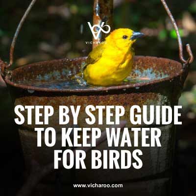 Don’t keep water for birds without reading this article. A step by step guide to save thousands of birds this summer. Water For Birds In Summer, Water For Birds, Heat Index, Trophy Hunting, Water Bucket, Bird Quotes, Bird Poster, Save Animals, Wildlife Conservation