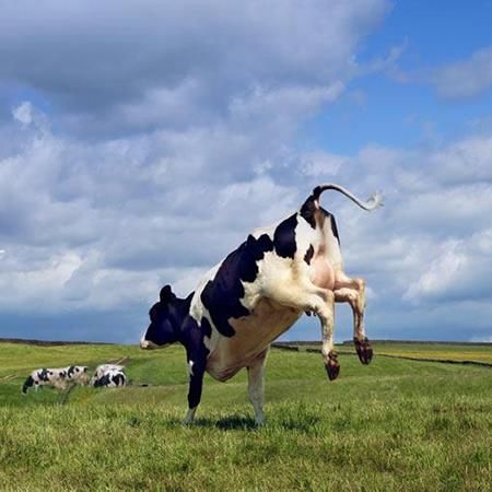 A herd of cows enjoy some spring grazing after a long winter.  I've seen them kick up their heels when going to pasture. Wallpaper February, Bing Wallpaper, Herd Of Cows, Eadweard Muybridge, Polo Grounds, Cow Photos, Cow Pose, Holstein Cows, Animal Reference