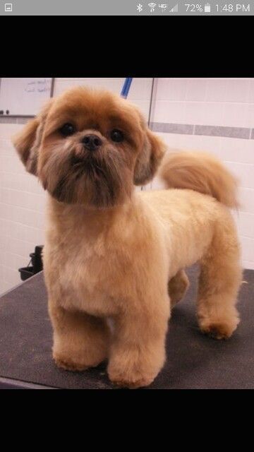 Shih tzu haircut | dog treats | Cute Shitzu Puppies, Shih Tzu Teddy Bear Haircut, Shih Tzu Haircut, Corte Shitzu, Teddy Bear Haircut, Shih Tzu Grooming Styles, Shih Tzu Hair Styles, Puppies Shih Tzu, Shih Tzu Clothes