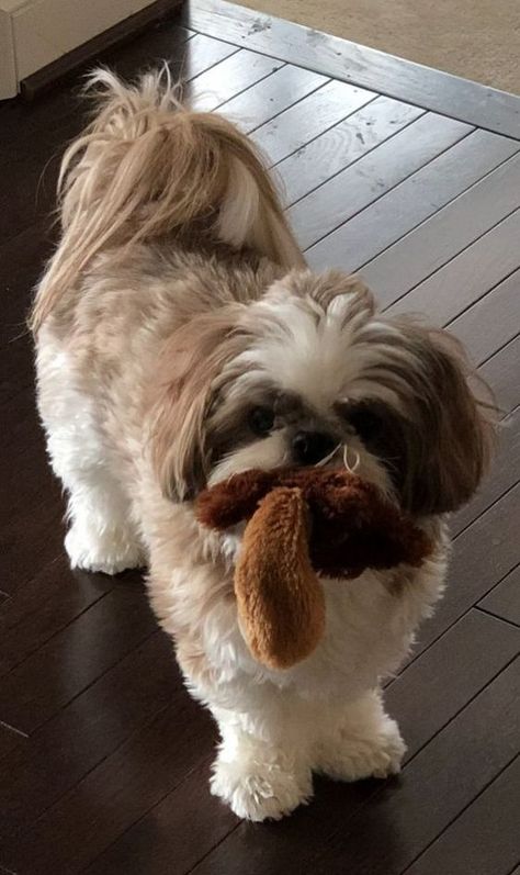 14 Reasons Shih Tzus Are Not The Friendly Dogs Everyone Says They Are - The Paws Aggressive Dog Breeds, Grooming Ideas, Chien Shih Tzu, Shitzu Dogs, Friendly Dogs, Shitzu Puppies, Creative Grooming, Dog Red, Havanese Dogs