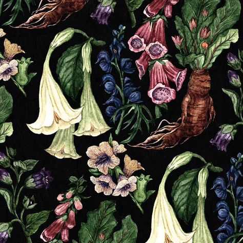 My Poison Garden illustration gets it's own pattern🖤 Poisonous plants fascinate me because of their long history of use as medicine. There are also really cool illustrations of human Mandrakes from a 15th century book you can find online. . #plantillustration #patterndesigner #patterndesign #poisongarden #poisonousplants #illustratorsofinstagram #illustrationartists #botanicaillustration #herbology Poisonous Plants Aesthetic, Mandrake Illustration, Poison Plants, Poisonous Flowers, Fantasy Plants, Cool Illustrations, Deadly Plants, Poison Garden, Deadly Nightshade