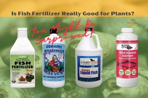 Fish Fertilizer_indoorplantsforbeginners.com_ - Indoor Plants for Beginners Natural Fertilizer For Indoor Plants, Fish Fertilizer For Plants, Fertilizer For Plants In Water, How To Start Fish Farming, Easiest Fish To Take Care Of, Fish Emulsion Fertilizer, Alaskan Salmon, Plant Benefits, Root Growth