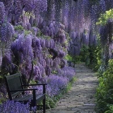 Ombra Pergola, Tall Potted Plants, Wisteria Pergola, Wisteria Sinensis, Wisteria Plant, Wisteria Tree, Garden Vines, Backyard Pergola, Climbing Vines