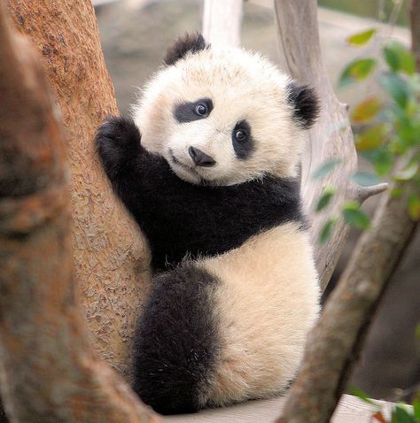 Climbing baby panda. When they grow up..... Giant pandas have large molar teeth and strong jaw muscles for crushing tough bamboo. Many people find these chunky, lumbering animals to be cute, but giant pandas can be as dangerous as any other bear. Panda Photo, Baby Pandas, Baby Panda Bears, Panda Panda, Panda Bears, Panda Love, Giant Panda, Haiwan Peliharaan, Baby Panda