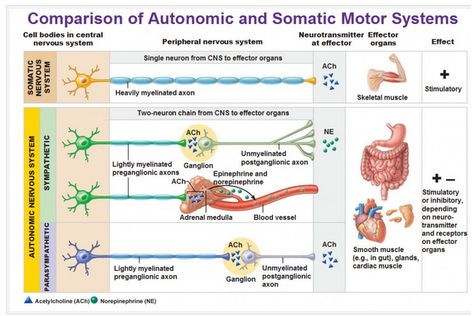 Nervous System Anatomy, Adrenergic Receptors, Sistem Saraf, Mcat Study, Peripheral Nervous System, Limbic System, Nursing School Survival, Parasympathetic Nervous System, Human Anatomy And Physiology