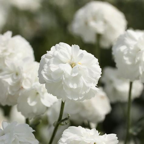 NOB­LESSA Yarrow Seeds Achillea ptarmica Noblessa yarrow plants flower the first year, with bright-white double flowers May to July. The 12 in. tall plants are easy to grow, are both heat and drought tolerant. Winter hardy to zone 3. Achillea Ptarmica, White Garden Flowers, Yarrow Plant, Yarrow Flower, Growing Cut Flowers, Pom Pom Flowers, Altar Flowers, Zone 7, Flowers Blooming