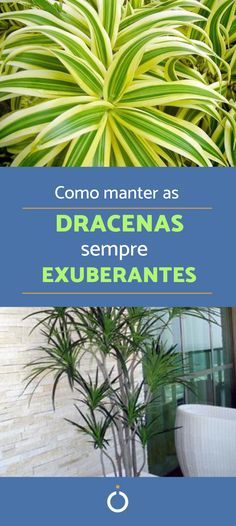 Para manter as dracenas sempre linda é preciso ter alguns cuidados básicos na rotina e também em procedimentos comuns a estas plantas. Confira o guia do umCOMO sobre como cuidar de uma Dracena.  #dracenas #plantasdeinterior #dracaena #mãedeplanta #decoração Dracena Marginata, Vintage Apartment, House Fence Design, Golden Coast, Fence Design, Shade Garden, Indoor Plants, Cactus, Pasta