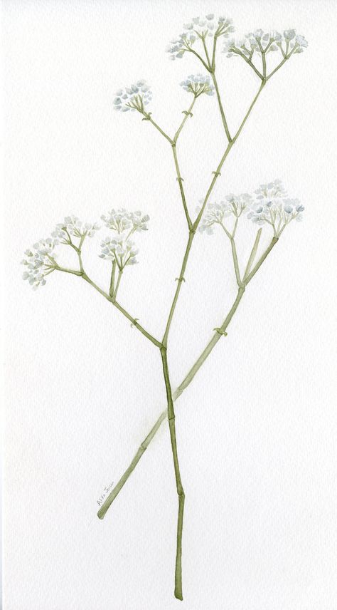 Baby's Breath Drawing, Gypsophila Tattoo, Baby Breath Tattoo, Breath Drawing, Breath Tattoo, Babies Breath, Baby's Breath, Rose Tattoos, Flower Illustration