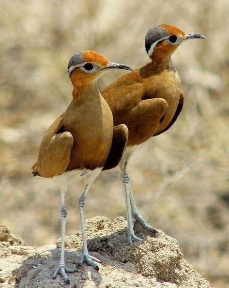 Brown Birds, Most Beautiful Birds, Kinds Of Birds, Bird Watcher, All Birds, Exotic Birds, Bird Pictures, Southern Africa, Pretty Birds