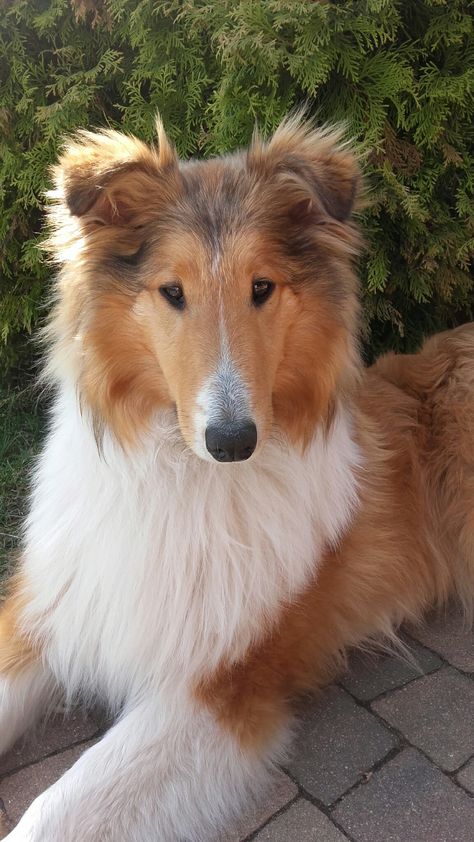 Rough Collie Puppy, Shetland Sheepdog Blue Merle, Scotch Collie, Rough Collies, Smooth Collie, Shetland Sheepdog Puppies, Sheltie Dogs, Shetland Sheep, Collie Puppies