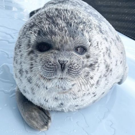 Ringed Seal, Cute Seals, Seal Pup, Baby Seal, Cute Pets, Little Critter, Silly Animals, Marine Animals, Cute Animal Photos