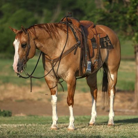 Quarter Horse Conformation, Horse Conformation, Dream Ranch, Hunter Horse, Western Stuff, Horse Colors, American Quarter Horse, Western Riding, Fish Wallpaper