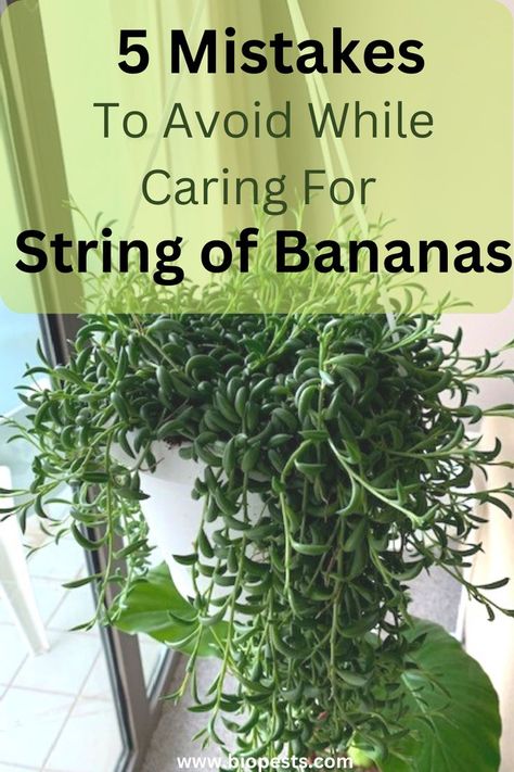 String Of Bananas Plant, Banana Plant Care, Growing Cactus, Geranium Care, How To Grow Bananas, String Of Pearls Plant, Organic Pest Control, Banana Plants, Plant Diseases