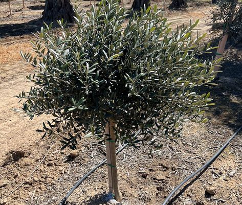 Non Fruiting Olive Tree, Fragrant Tea Olive Tree, Olive Tree Landscape Front Yards, Dallas Landscaping, Spanish Transitional, Olive Tree Care, Landscaping 101, Olive Trees Landscape, California Gardening