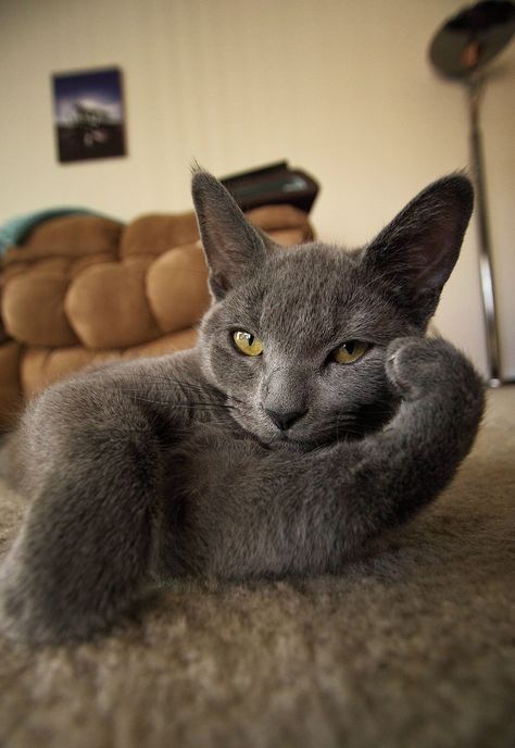 We too have a cat that that strikes a pose while she waits for us. Koci Humor, Russian Blue Cat, Grey Cat, 웃긴 사진, Domestic Cat, Blue Cats, Cats Meow, Crazy Cat Lady, Beautiful Cats