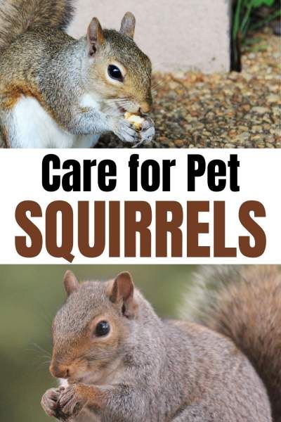 Baby Squirrel Care, Pet Squirrel, Squirrel Home, Habitat Garden, Squirrel Feeder, Bird Hunting, Baby Squirrel, Atticus, Dream Rooms