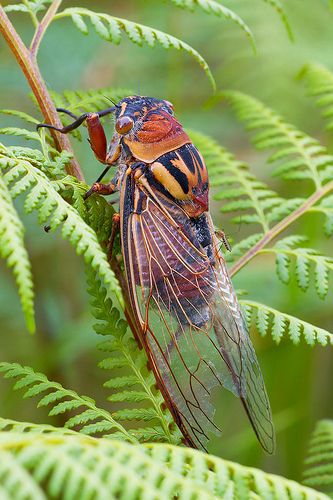 Explore SPointr's photos on Flickr. SPointr has uploaded 169 photos to Flickr. Cicada Cicada Photo, Cool Insects, Insect Photography, Cool Bugs, A Bug's Life, Beautiful Bugs, Creepy Crawlies, Arthropods, Insect Art