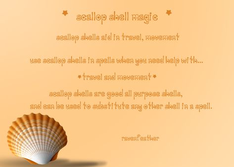 Seashell Meaning Witchcraft, Seashell Magick, Seashell Witchcraft, Shells Witchcraft, Seashells Witchcraft, Witchcraft Water, Shell Divination, Shell Magic, Sea Magick