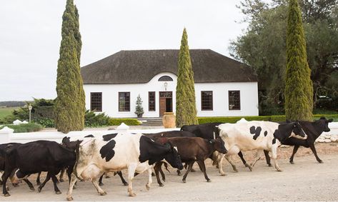 Herbertsdale Farmhouse Dutch Farmhouse, Rustic Italian Decor, Mr Price Home, Cape Dutch, Stolen Moments, Mossel Bay, Pepper Tree, Converted Barn, Stage Set Design