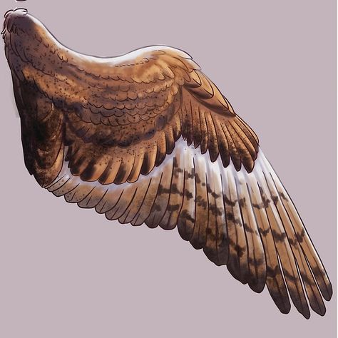 Design Wing Scarf, Winged People, Owl Wings, Maximum Ride, Bird People, Wings Drawing, Wings Art, Bird Wings, Wings Design