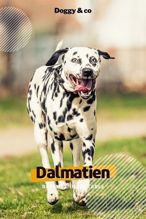 Découvrez ce chien mignon et drôle à l'histoire incroyable ! Clique sur le lien du blog pour devenir incollable sur le Dalmatien. N'hésite pas à aller voir également la boutique. #chien #chiens #chiot #chiots #chiendrôle #chiendrole #chiotdrole #chienmarrant #chiotdrôle #chiotmignon #chienmignon #chiendalmatien #chiotdalmatien #dalmatien Boutique