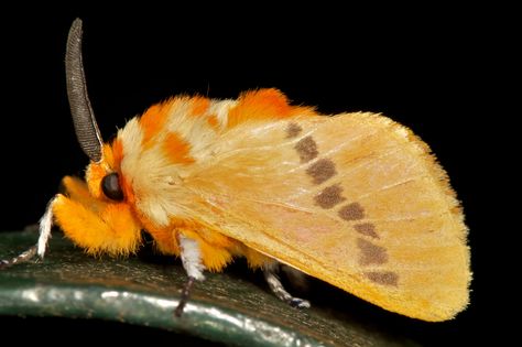 Cute Moths, Orange Moth, Rosy Maple Moth, Cute Moth, Micro Photography, Cool Bugs, Moth Art, Beautiful Bugs, Arthropods