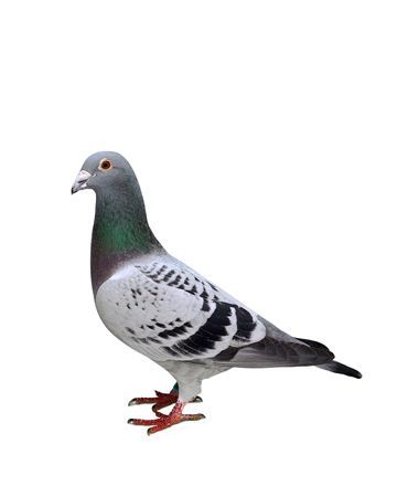 Plastic Bottle Bird Feeder, Racing Pigeon Lofts, Pigeon Logo, Bottle Bird Feeder, Types Of Pet Birds, Pigeon Pictures, Homing Pigeons, Pigeon Loft, Pigeon Breeds