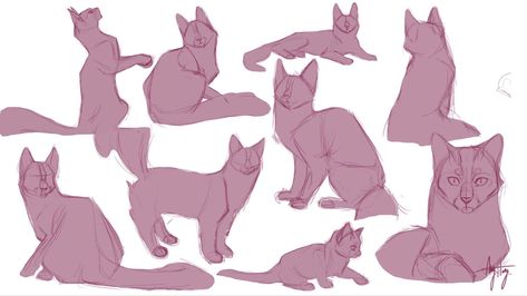 Cat Drawing Tutorial, Cats Art Drawing, Cat Anatomy, Warrior Cat Drawings, Cat Reference, Arte Van Gogh, Cat Sketch, Warrior Cats Art, Animal Study