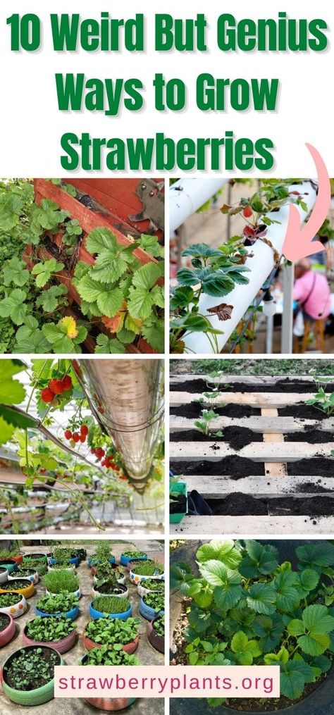 How To Grow Your Own Strawberries, Best Way To Grow Strawberry Plants, Growing Strawberries On A Trellis, Planting Strawberries In Pallets, Strawberries Planting Ideas, Diy Raised Strawberry Beds, Backyard Strawberry Garden, Berry Planter Ideas, Planting Strawberries In A Garden