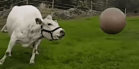 One viral video is clear proof that cows love playing too. It shows an excitable cow bounding through a field after a ball, and bringing it back to its human friend. Cow Playing, Animal Baby Room, Dogs And Kids, Viral Video, Video Photography, Your Pet, Pet Dog, Animal Gifs, Toddler Activities