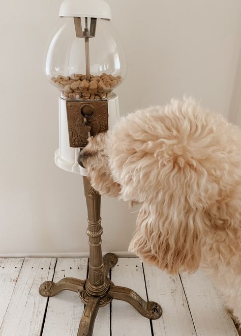 Painting An Old Gumball Machine Gumball Machine Diy, Gumball Machine Craft, Diy Gumball Machine, Rustoleum Chalk Paint, Bubble Gum Machine, Gumball Machines, Christmas Decorations Diy Crafts, Vintage Porch, Fun Projects For Kids