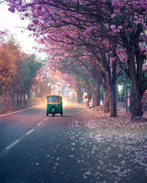 City Illustration Art, Tabebuia Rosea, Indian Spring, Sunshine Photos, Beautiful Dogs Photos, Bangalore City, Holi Photo, Environmental Portraits, Weather Photos