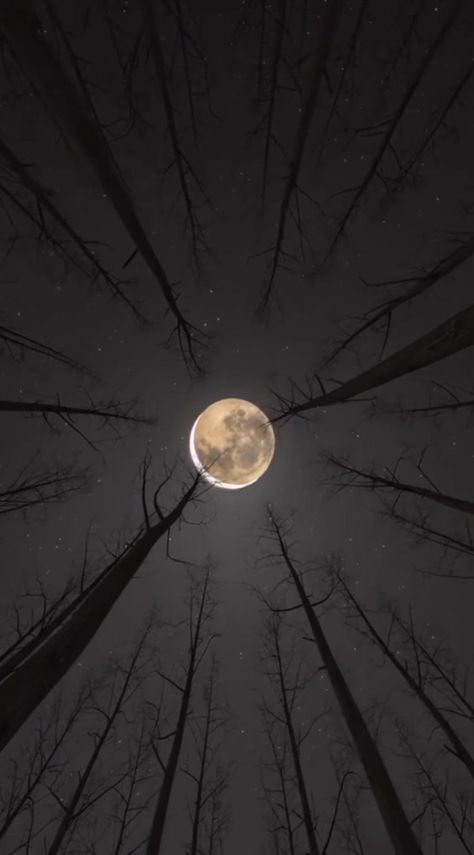 Wallpaper Moon, Moon Pictures, Cool Wallpapers Cartoon, Fantasy Aesthetic, Magical Forest, Moon Phases, Cool Wallpaper, Love Songs, Art Inspo