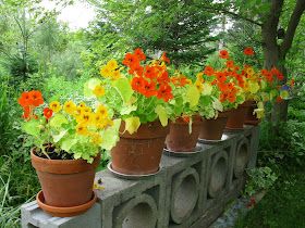 Balcony Vibes, Potted Flowers, Seed Packaging, Terracotta Pot, Annual Flowers, Container Gardens, Garden Kitchen, Seed Pods, The Cottage